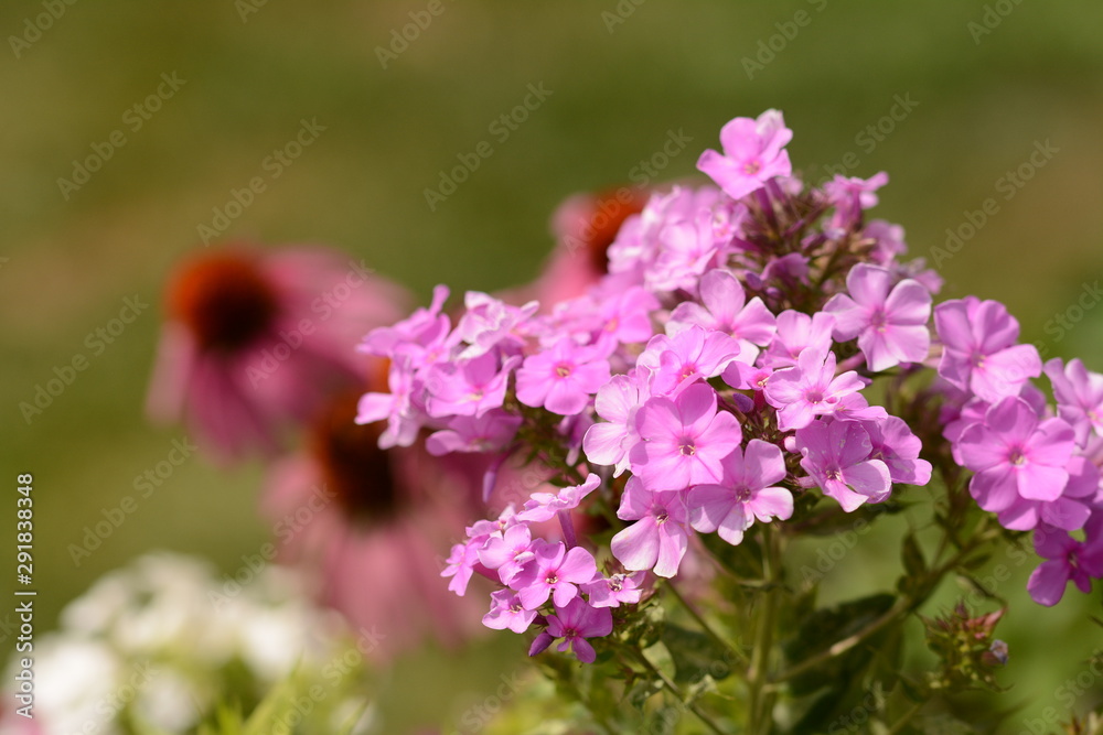 Obraz premium Blooming summer flowers