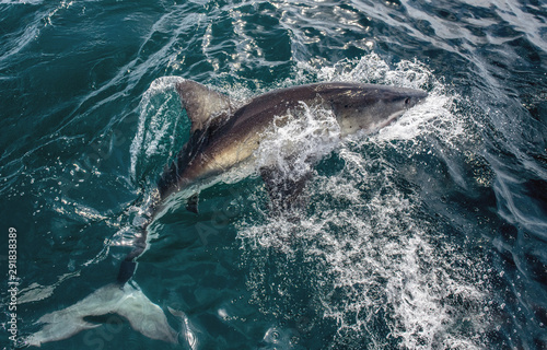Great White Shark at the surface of the water. Scientific name  Carcharodon carcharias. South Africa