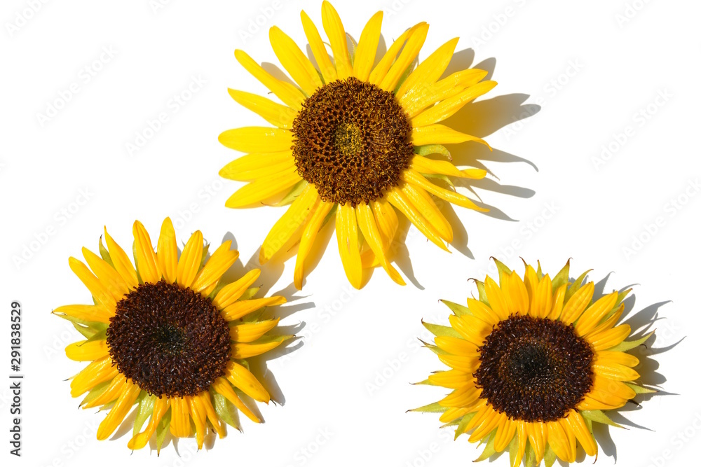Obraz premium ヒマワリ、黄色い花、夏、明るい、元気。白背景。花イメージ素材。