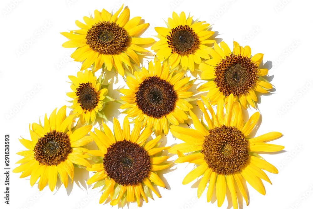 ヒマワリ 黄色い花 夏 明るい 元気 白背景 花イメージ素材 Stock Photo Adobe Stock