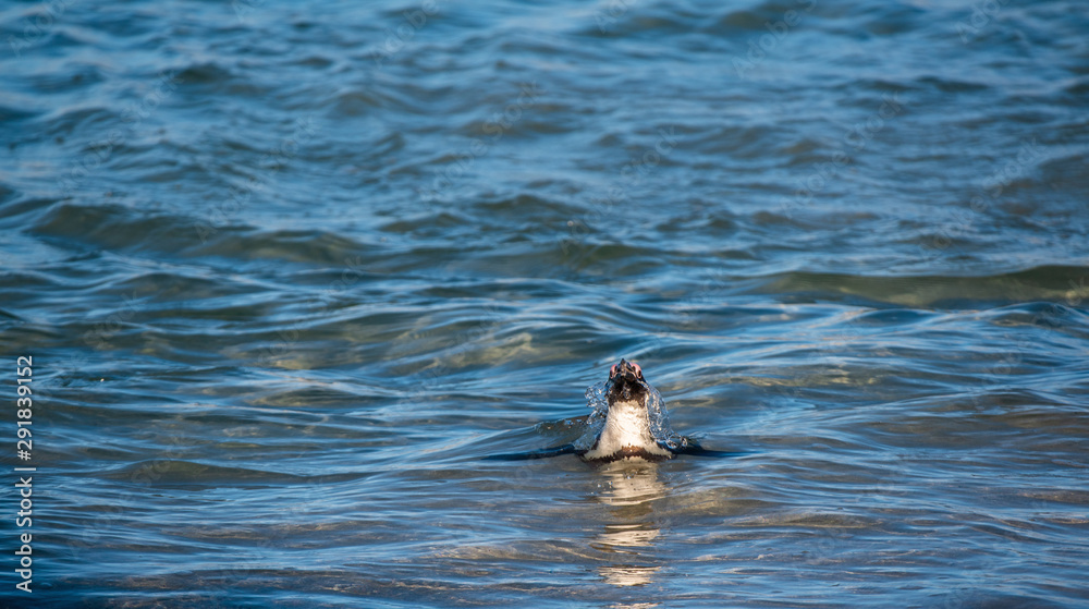 Fototapeta premium African penguin swiming in the ocean. African penguin also known as the jackass penguin, black-footed penguin. Scientific name: Spheniscus demersus. South Africa