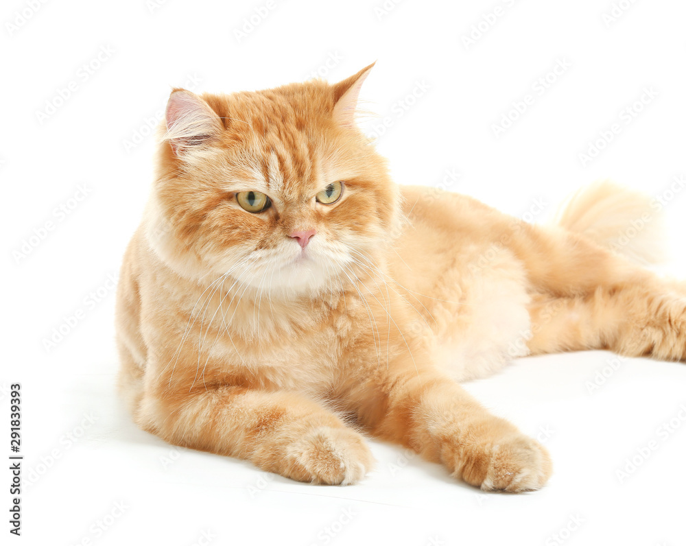 Cute red Persian cat on white background