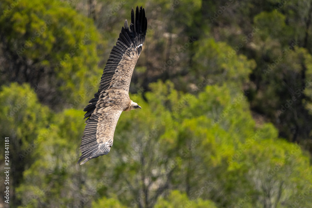 Fototapeta premium Griffon vulture (gyps fulvus) in flight, Alcoy.