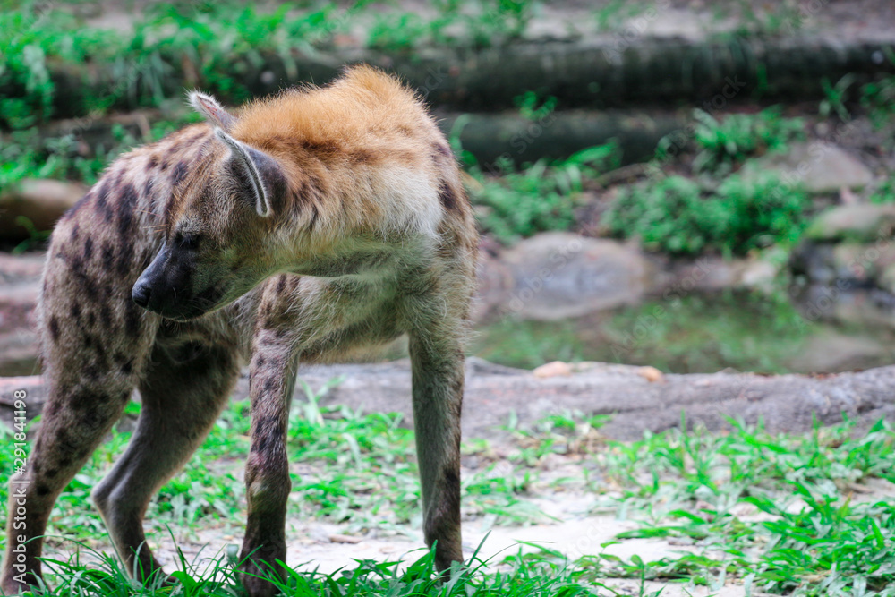 Fototapeta premium Spotted Hyena 