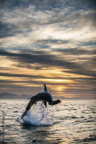 Jumping Great White Shark. Sunrise sky backround.   Scientific name  Carcharodon carcharias. South Africa
