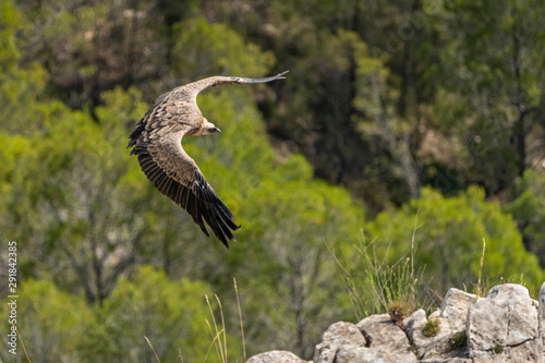 Griffon vulture (gyps fulvus) in flight, Alcoy.