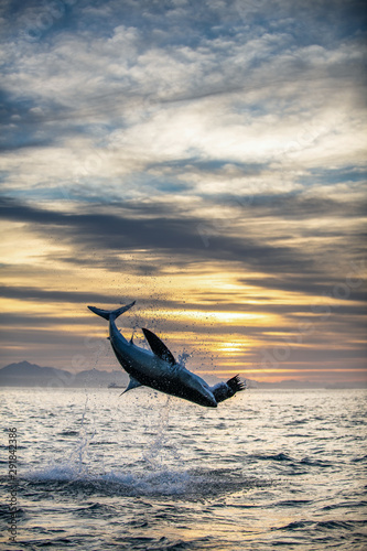 Jumping Great White Shark. Sunrise sky backround. Scientific name: Carcharodon carcharias. South Africa