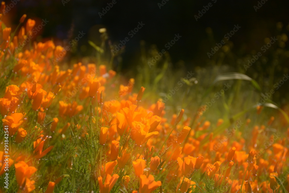 Poppies Poppies