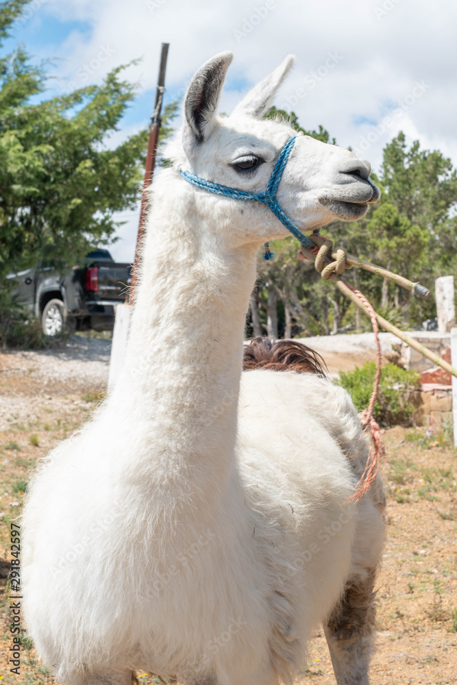 Obraz premium Portrait of a white llama against some threes and the vivid blue sky.