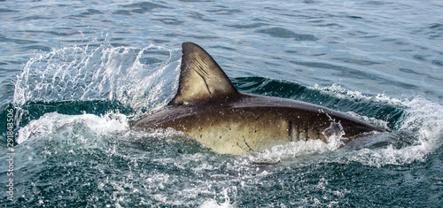 Shark back and dorsal fin above water.   Fin of great white shark, Carcharodon carcharias,  South Africa, Atlantic Ocean