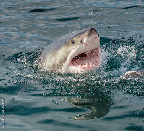 Great white shark with open mouth on the surface out of the water. Scientific name: Carcharodon carcharias.  South Africa,