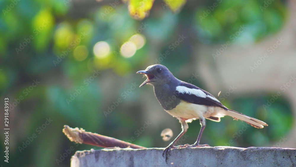 Fototapeta premium Oriental magpie robin