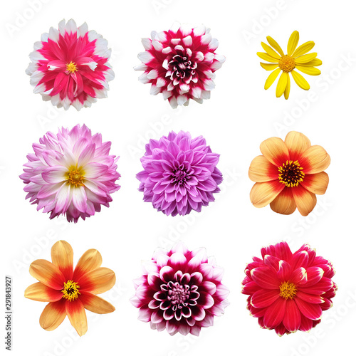 Set of Pink Flowers Heads Isolated on White © Nguyen