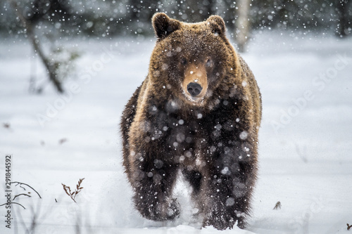 Canvas Print Brown bear running on the snow in the winter forest