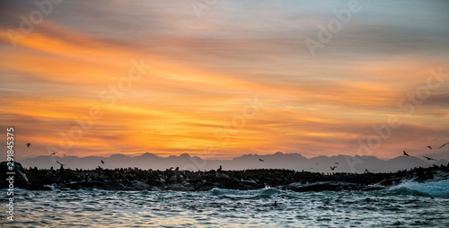 Seals silhouettes on the rock island. Sunrise Sky Background. Seal Island on sunrise. Cape fur seal, Scientific name: Arctocephalus pusilus.  South Africa photo