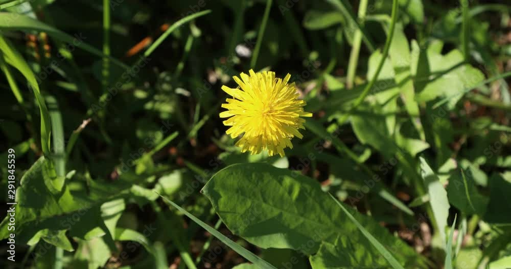 Dandelion in the field swaying in the wind Dandelion in the field swaying in the wind