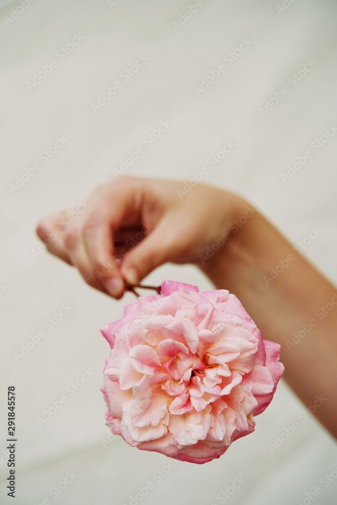 Pink natural flower Rose . White Background. Pink natural flower Rose . White Background.