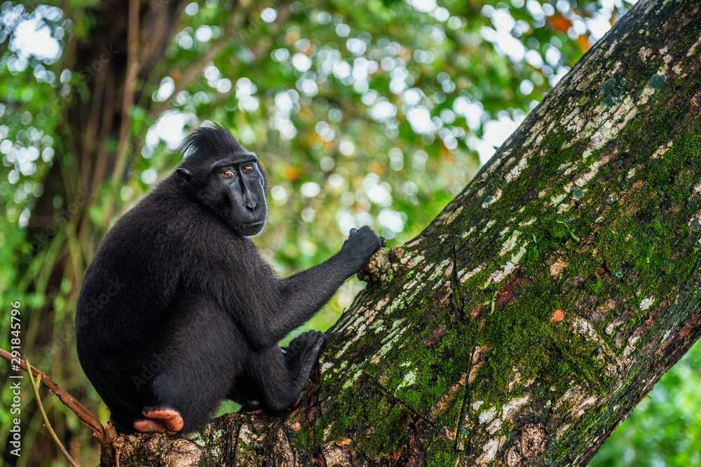The Celebes crested macaque on the tree. Green natural background. Crested black macaque, Sulawesi crested macaque, or the black ape. Natural habitat. Sulawesi. Indonesia. The Celebes crested macaque on the tree. Green natural background. Crested black macaque, Sulawesi crested macaque, or the black ape. Natural habitat. Sulawesi. Indonesia.