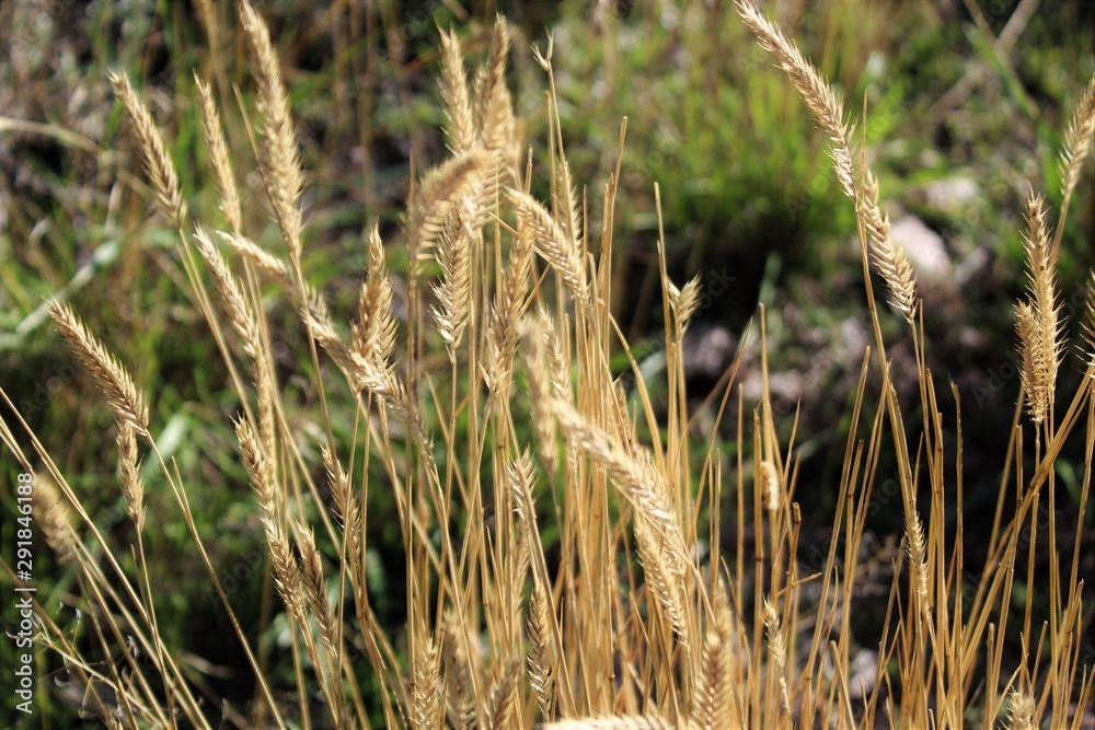 Fototapeta premium Wheat grass in the country