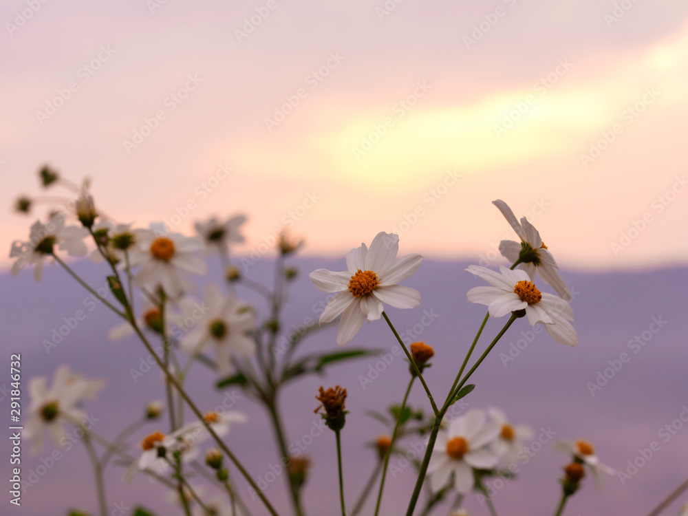 Obraz premium Stunning yellow meadow flowers autumn sunrise with sunlight background. Happy new day concept: