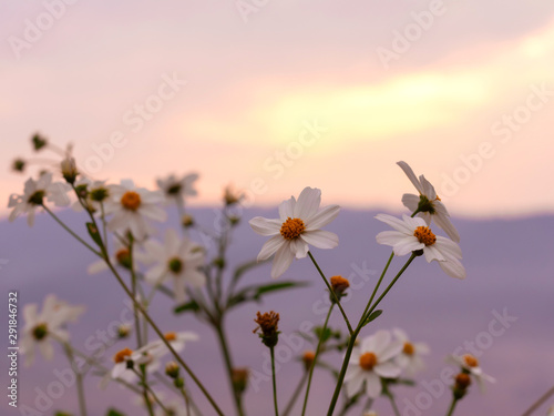 Stunning yellow meadow flowers autumn sunrise with sunlight background. Happy new day concept 