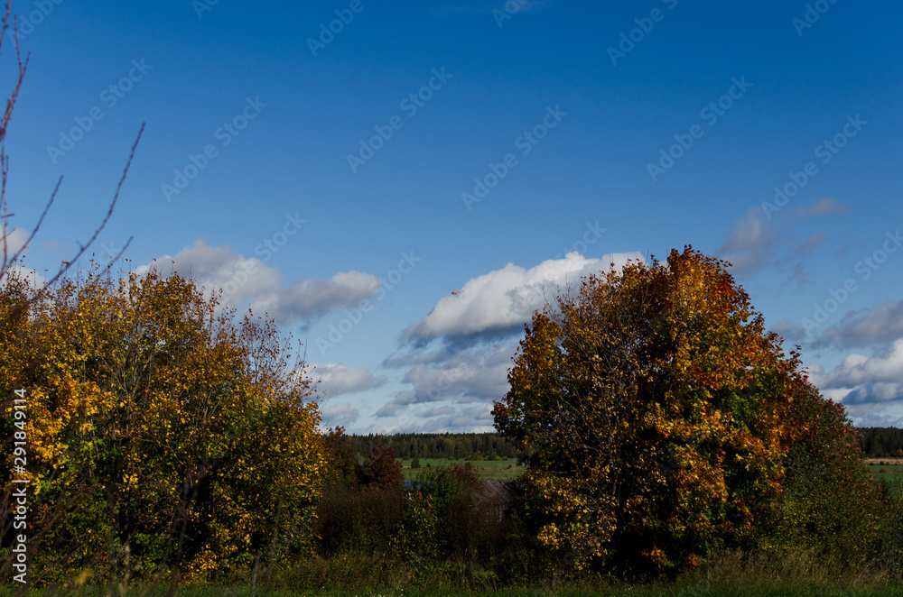 Trees in autumn on sky background