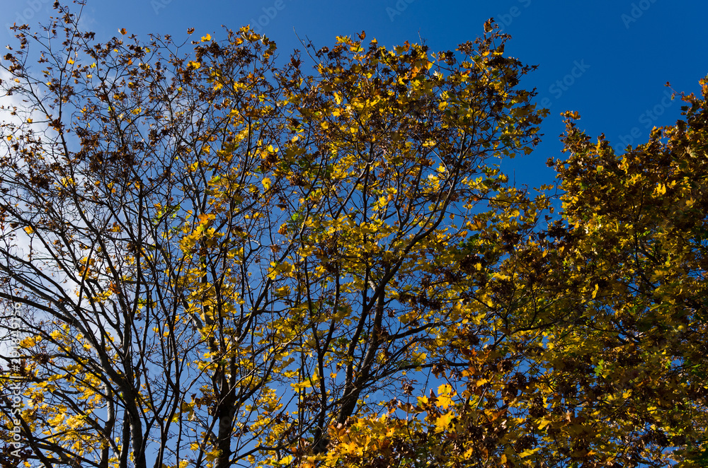 Leaf of maple on blue sky background in autumn