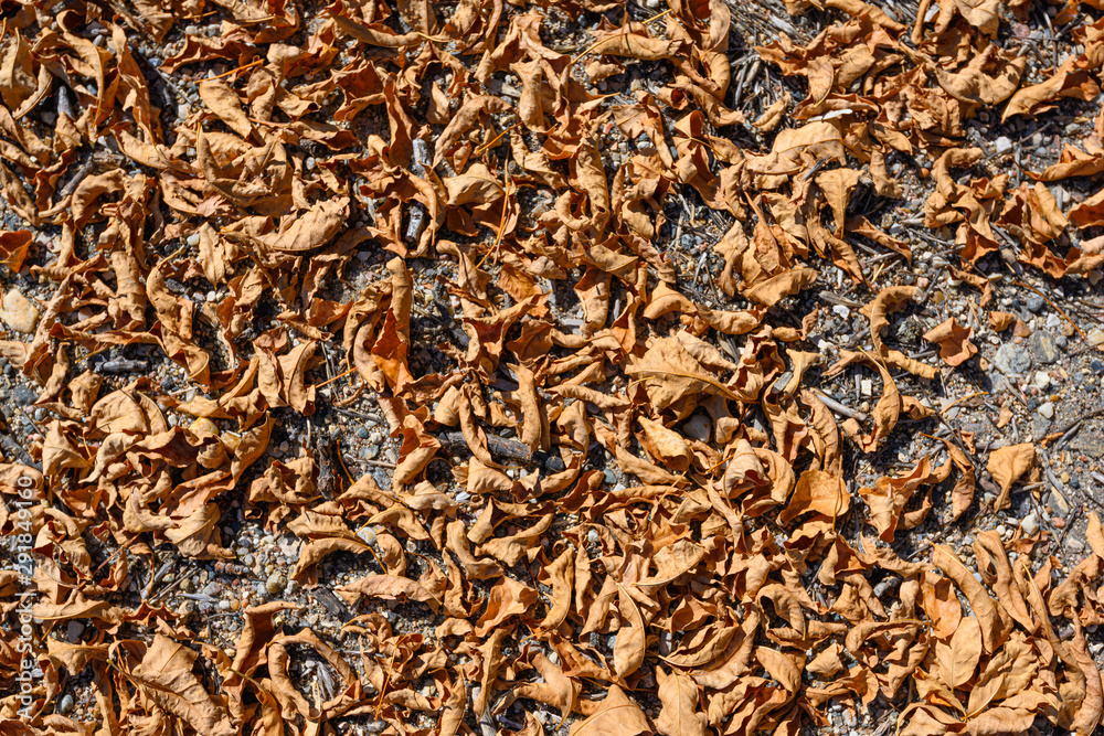 fallen dry leaves on the ground fallen dry leaves on the ground