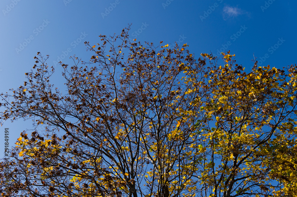 Leaf of maple on blue sky background in autumn