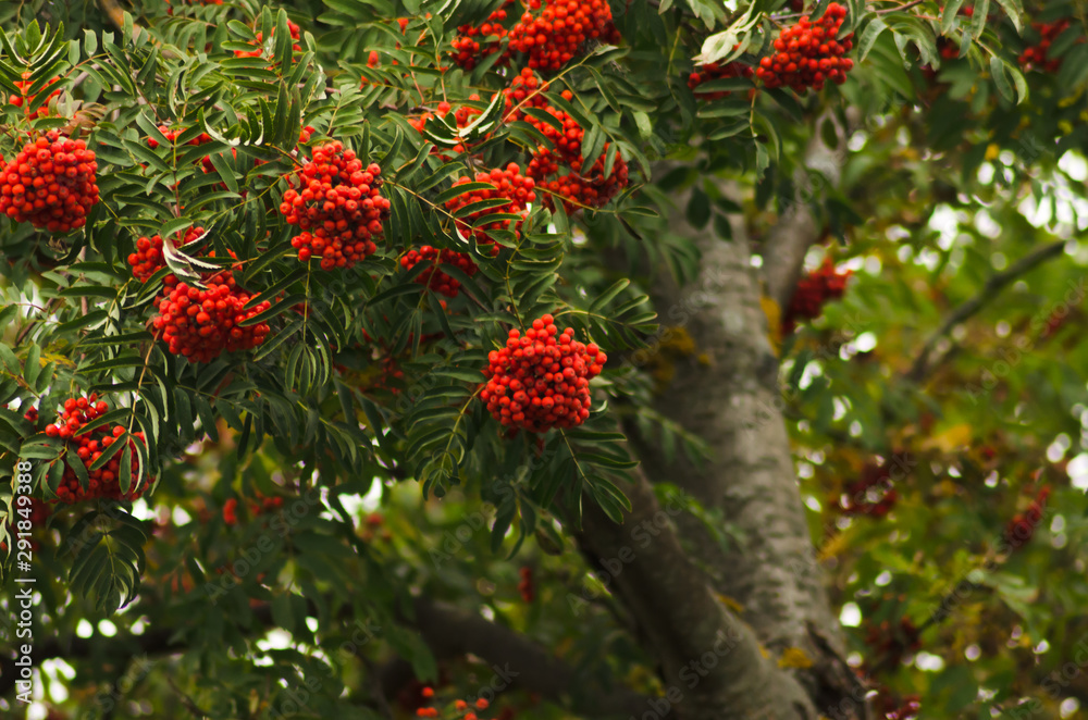 red rowan berries in autumn, tree