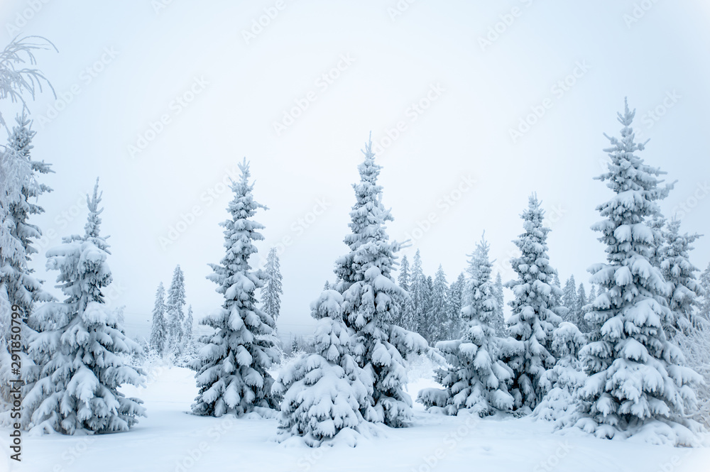 Obraz premium Fabulous winter landscape, Christmas trees in the snow, cold, snowy winter