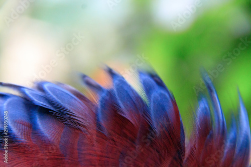 Jurong Bird Park, Singapore - JUNE 30, 2019: Scheepmaker's crowned pigeon photo