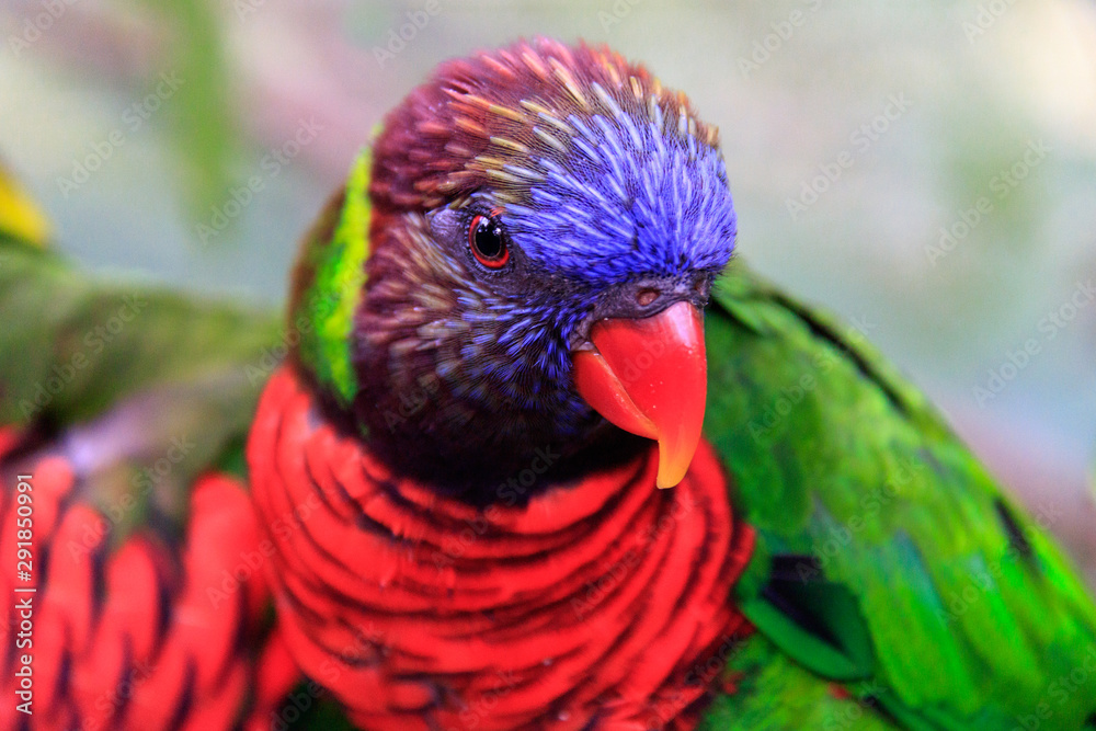 Naklejka premium Jurong Bird Park, Singapore - JUNE 30, 2019: Rainbow Lorikeet feeding