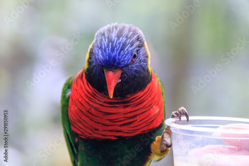 Jurong Bird Park, Singapore - JUNE 30, 2019: Coconut Lorikeet photo