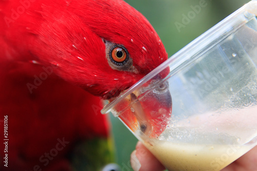 Jurong Bird Park, Singapore - JUNE 30, 2019: Red Lory drinking photo