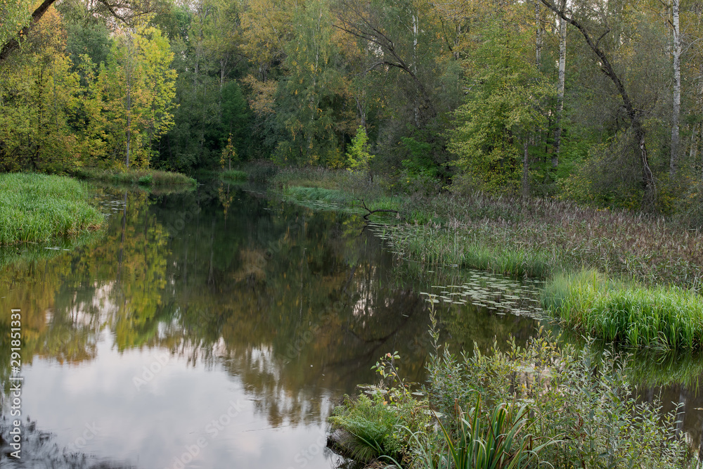 A small forest river flows in the thickets of trees in the Tver region Russia