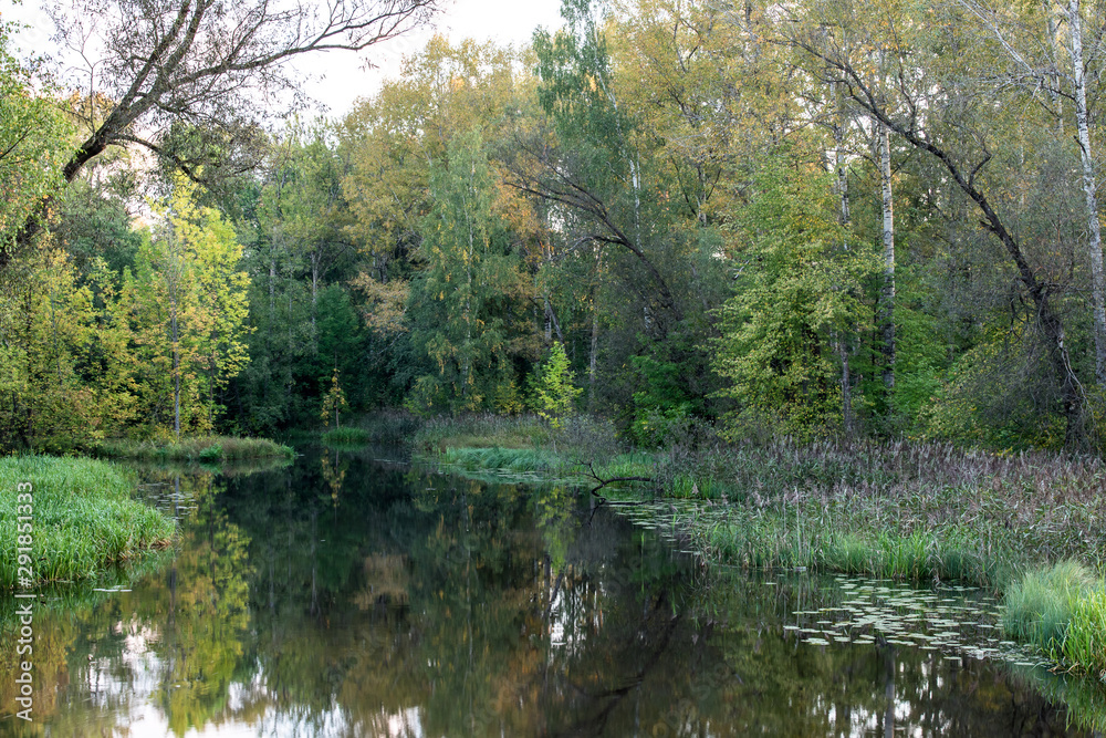 A small forest river flows in the thickets of trees in the Tver region Russia