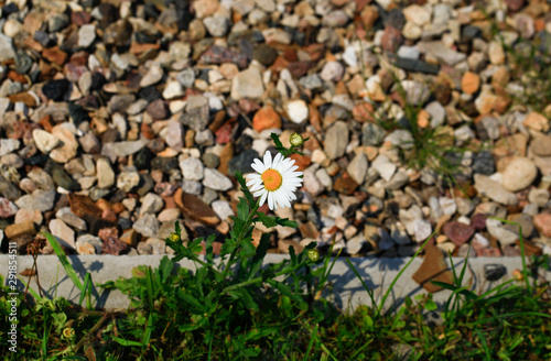 Photo Chamomile Flower in garden at sunny summer or spring day. Flower for postcard beauty decoration and agriculture concept design. Colorful flowers. Natural blurred background. © as_trofey