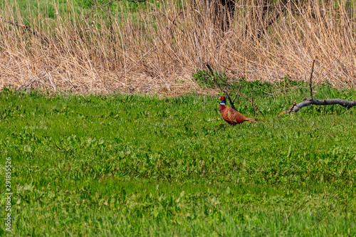 Pheasant in green grass on a meadow