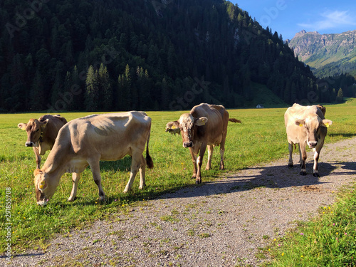 Cows on the on meadows and pastures in the Oberseetal alpine valley, Nafels (Näfels or Naefels) - Canton of Glarus, Switzerland photo