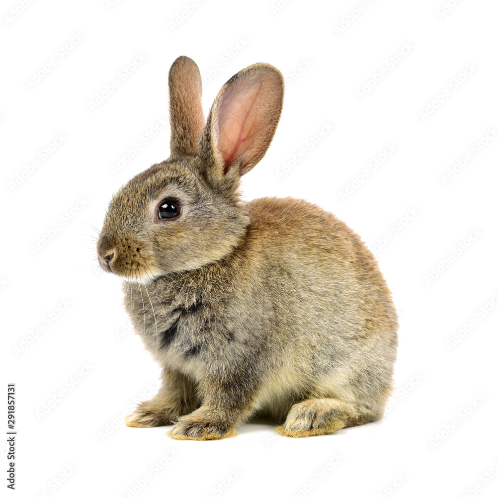 Fototapeta premium rabbit on a white background 