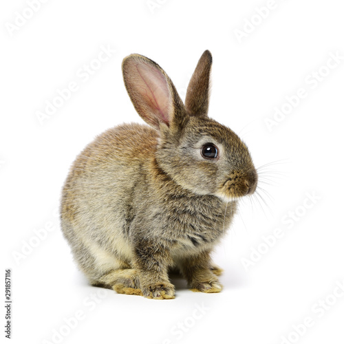 rabbit on a white background 
