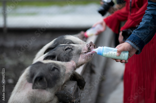 Hands holding milk bottle feeding lovely smiling miniature pigs © 9mot