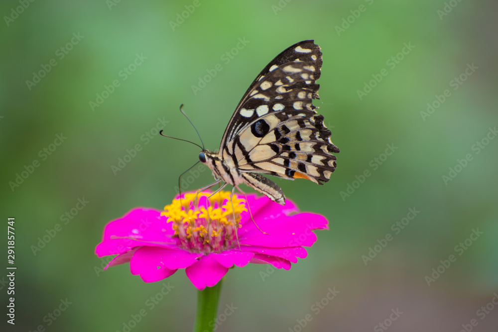 Butterfly with Zinnia flower Butterfly with Zinnia flower