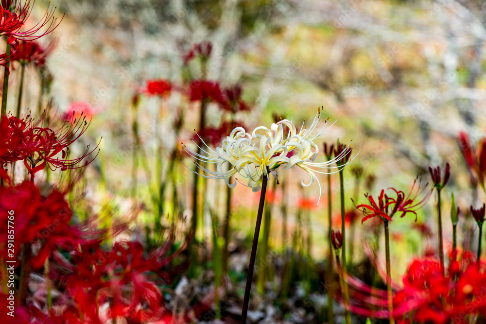 風の郷公園の彼岸花