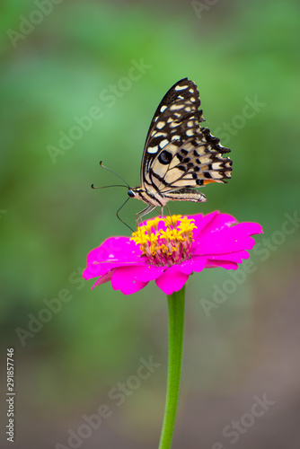 Butterfly with Zinnia flower
