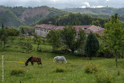 Horses in meadow near The Medieval Orthodox Monastery of Rozhen  near Melnik  Bulgaria