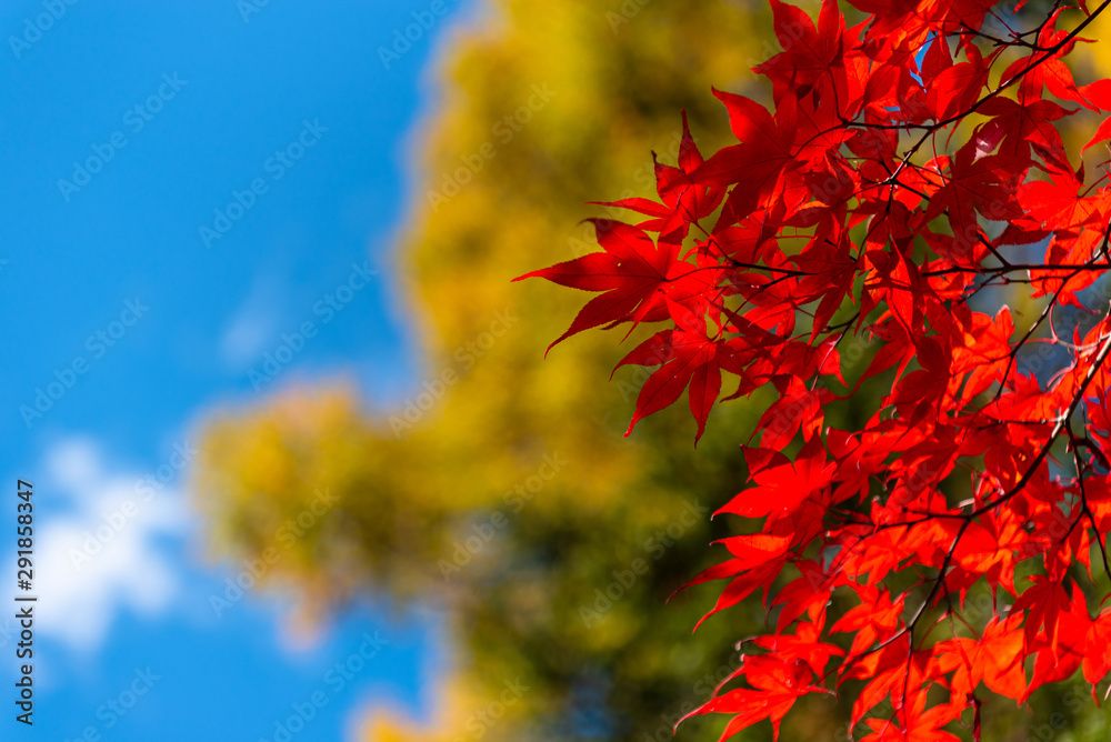 close-up colorful fall foliage in sunny day. beautiful autumn landscape background close-up colorful fall foliage in sunny day. beautiful autumn landscape background