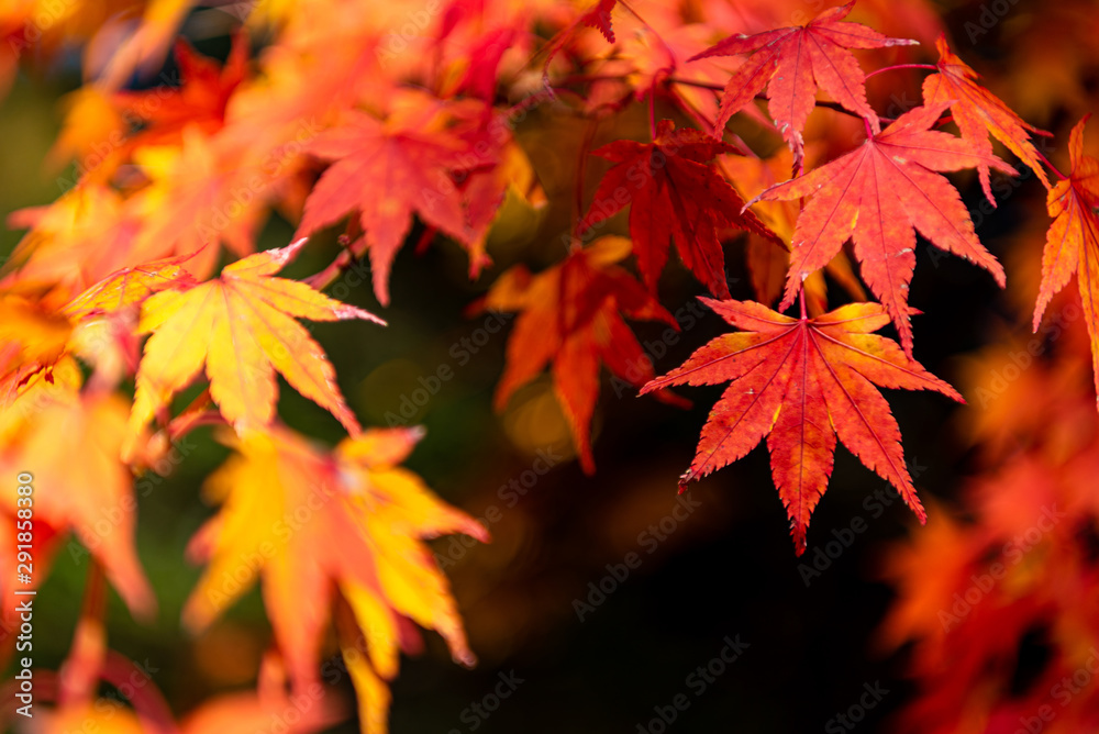 close-up colorful fall foliage in sunny day. beautiful autumn landscape background