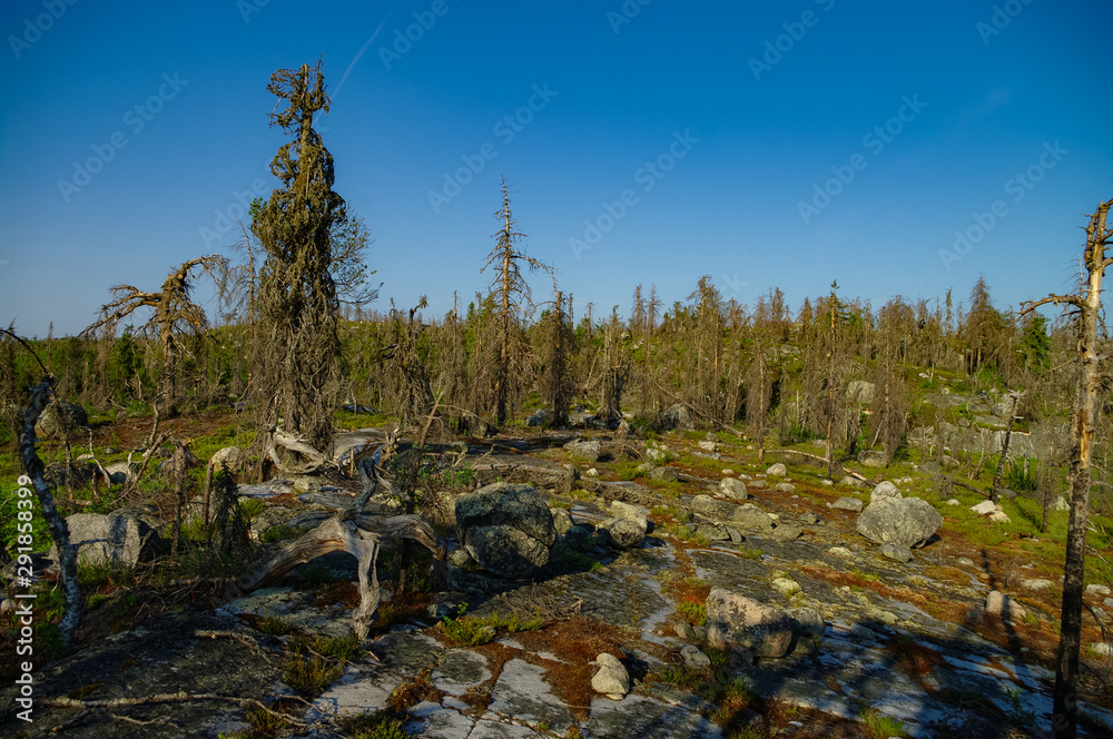 Dry crooked tree in the wasteland on the top of the mountain. Russia. Karelia. Vottovaara mountain after the wildfire. Dry crooked tree in the wasteland on the top of the mountain. Russia. Karelia. Vottovaara mountain after the wildfire.